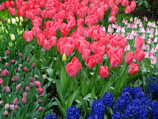 多彩郁金香花海绽放