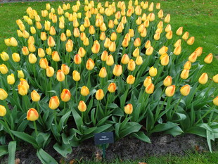 黄色郁金香花海