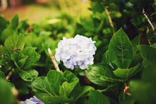 清新绣球花绽放绿叶间