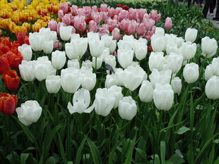 多彩郁金香花海绽放