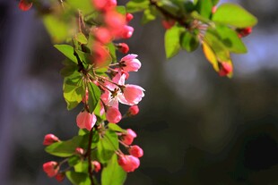 枝头绽放的娇艳海棠花