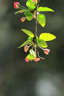 枝头绽放的娇艳海棠花