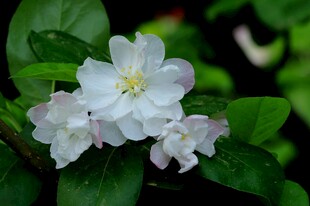 洁白苹果花绽放绿叶间