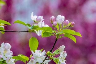 春日绽放的娇艳苹果花枝