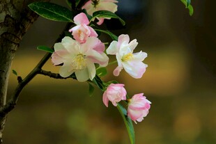 枝头绽放的粉嫩海棠花