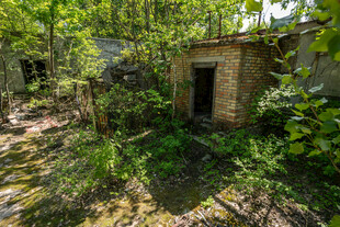 荒废小屋隐于繁茂草木间
