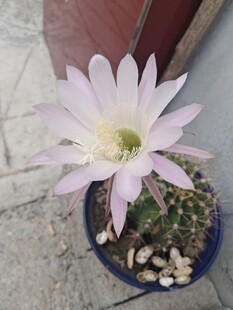 仙人球绽放的柔美花朵