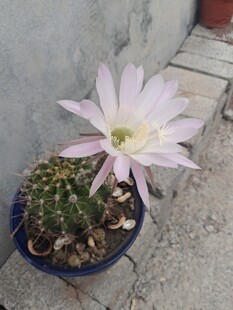 仙人球绽放粉色美丽花朵