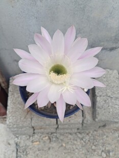 粉色仙人掌花绽放