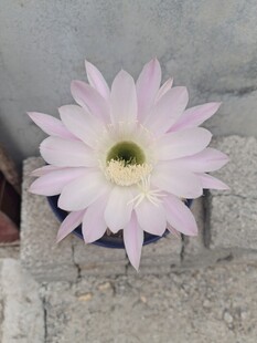 石缝中绽放的粉色仙人掌花