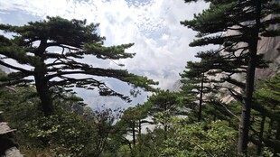 黄山松景