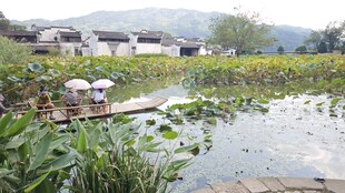 乡村荷塘田园景致