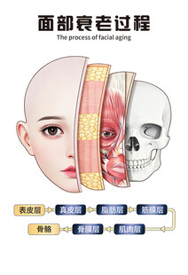 面部衰老过程示意图