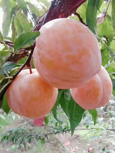 桃树