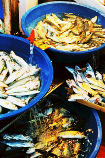 新鲜海鱼待售