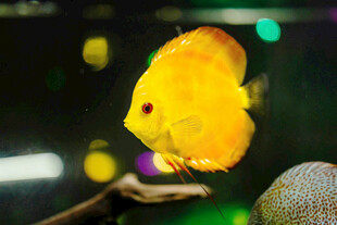 金黄神仙鱼在水族箱中