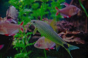 多彩水族箱中的灵动小鱼