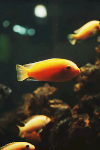 橙色观赏鱼在水族箱中游弋