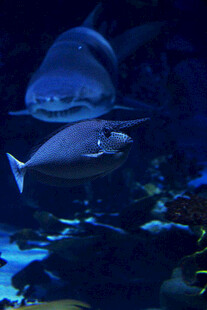 水族馆中的奇妙鱼类景观