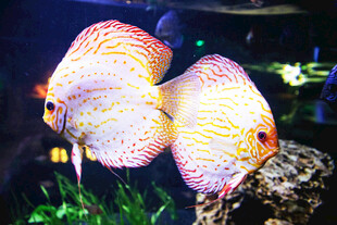 双七彩神仙鱼于水族箱中