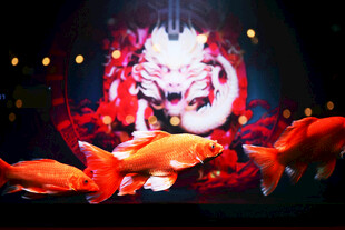 梦幻金鱼与神秘人物影像