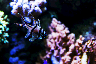 水族馆中的美丽条纹鱼