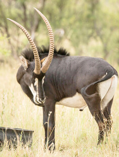 站立的长角羚羊