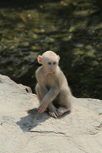 岩石上的可爱小猴子