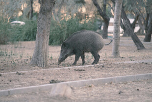 野外觅食的野猪
