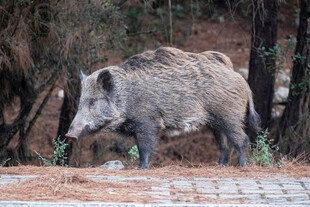 野外觅食的健壮野猪