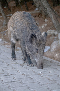 野外觅食的野猪