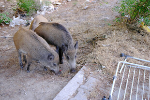 三只野猪觅食场景