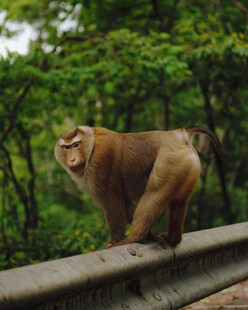 护栏上的猴子