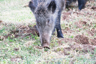 野外觅食的野猪