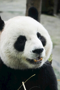 熊猫惬意进食瞬间