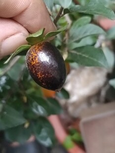老鸦柿