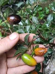 盆景大观