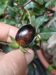 老鸦柿
