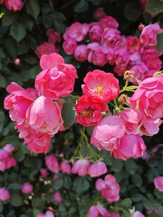 月季花