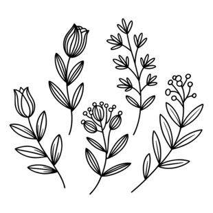 线描花卉植物