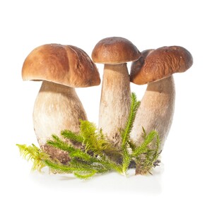 三株蘑菇伴生翠绿苔藓