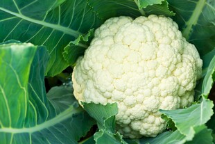 新鲜花椰菜翠绿叶片相伴