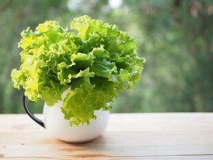 杯中生菜绿意盎然