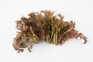 新鲜蕨菜