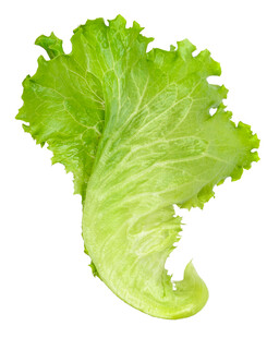 新鲜生菜叶