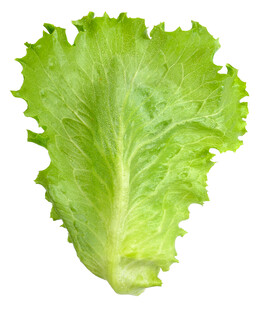 新鲜生菜叶片