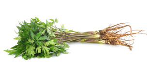 新鲜带根香菜