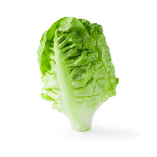 新鲜生菜