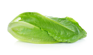 新鲜生菜