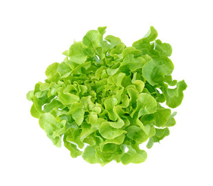 新鲜生菜球